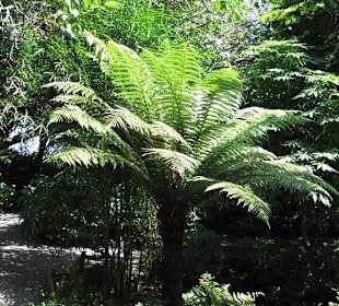 Baumfarne und Palmen