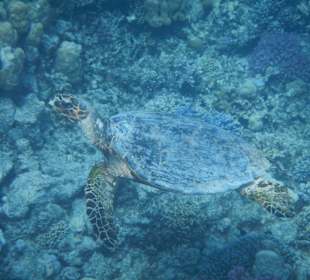 Wunderbare Unterwasserwelt