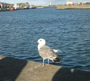 Bird in Howth