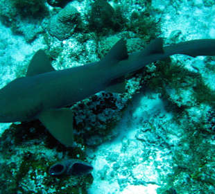 Nurse Shark