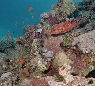 Juwelen-Zackenbarsch