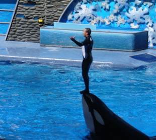 Orka-Show Sea World Orlando