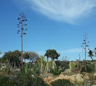 Kakteengarten am Skulpturenpark