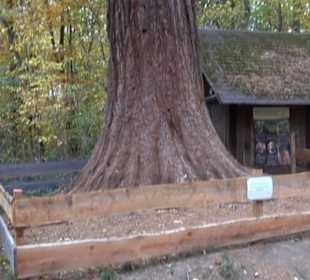 Naturdenkmal Mammutbaum