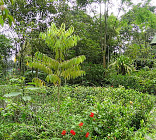 Poring Hot Springs - Schmetterlingsgarten