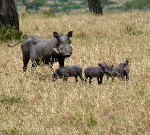 Familie Warzenschein