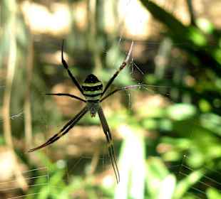 Royal Botanic Gardens