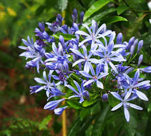 Agapanthus (Schmucklilie)