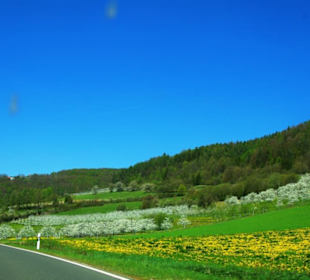 Blütenmeer in der Fränkischen Schweiz