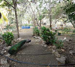 Rundgang durch die Idylle von Mimi´s Eco Farm