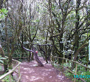 Regenwald auf La Gomera