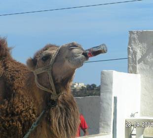 Ausflug mit Kamelen und Pferden