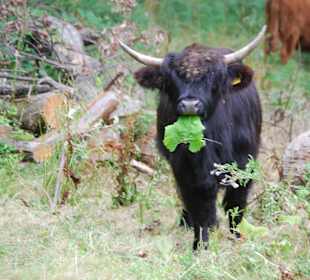 Schottische Hochlandrinder im Hutewald