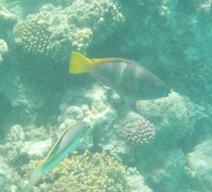 Schnorcheln Hurghada