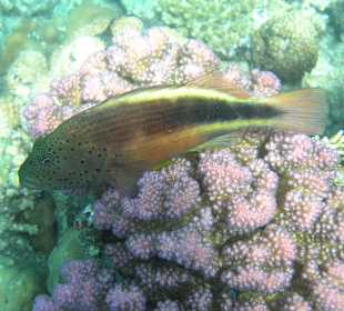 Direkt am Hausriff beim Schnorcheln aufgenommen