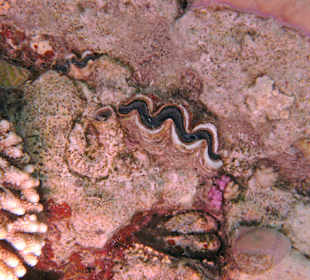 Muscheln in der Nachbarbucht Abu Dabab