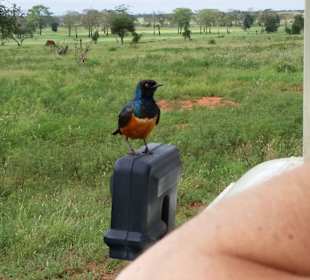 Sarova Salt Lick Game Lodge