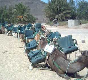 Kurz vor der Kamel Safari