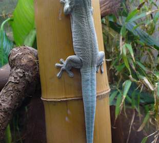 Zwierzęta w ZOO