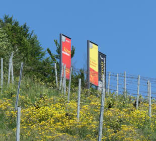 Terroir f in den Weinbergen von Ramsthal