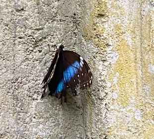 Schmetterlinge