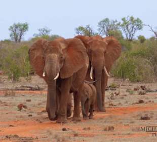 Die roten Elefanten von Tsavo