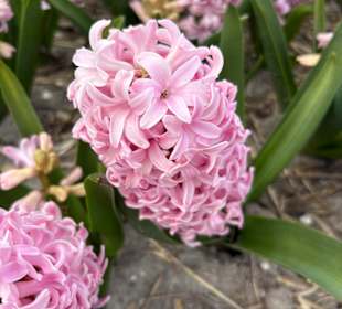 Floratuin Julianadorp