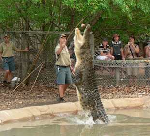 Krokodilshow im Billabong-Sanctuary