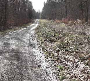 Gomaringer Rundweg - Zu den Giganten im Wald