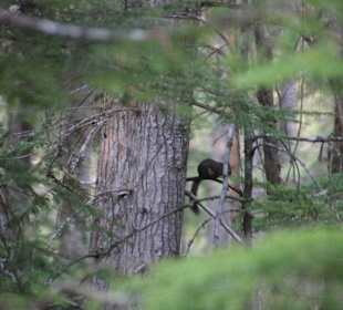 ..die ersten Nachttiere nahen!