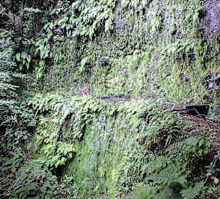 Hier tropft´s von der Wand