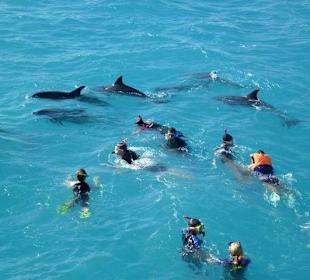 Schwimmen mit Delfinen