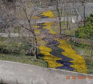 Blumen, wie sieht das wohl 2 Wochen später aus?