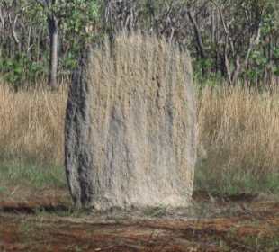 Termitenbau in Nord-Süd-Richtung ausgerichtet