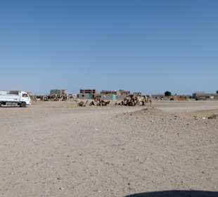 Ankunft kamelmartkt