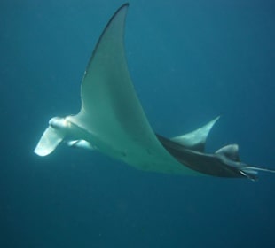 Schnorcheln am Hausriff