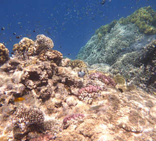 Riff Gorgonia 