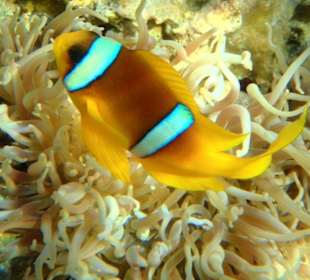 Nemo am Resta Reef Resort