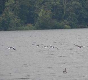 Bootstour Fünf Seenfahrt Plön