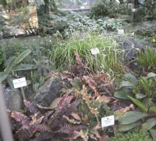Botanischer Garten
