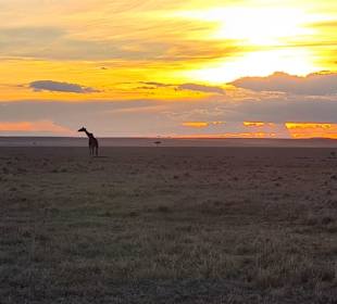 Masai Mara sundowner 