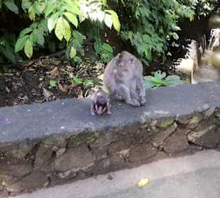 Monkey Forest