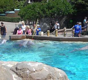 Sea World 