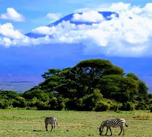 Zebras vor dem Kilimandscharo