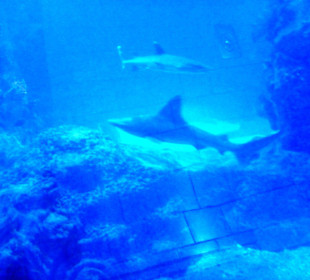 Im Aquarium