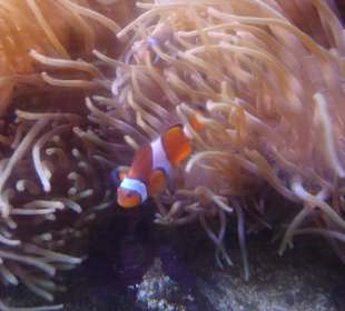 Clownfisch