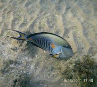 Fisch beim Schnorcheln an den Riffen entdeckt