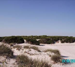 In den Dünen