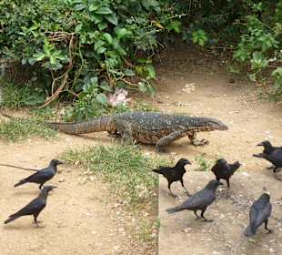 Die ersten sind die Rabenvögel