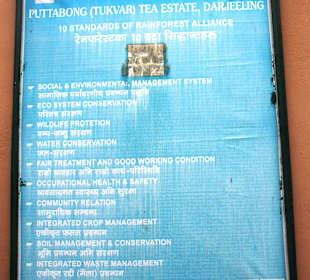 Teefabrik Puttabong Tea Estate